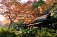 Autumn Leaves (Rikugien Garden, Tokyo) 3