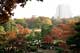 Autumn Leaves (Rikugien Garden, Tokyo) 4