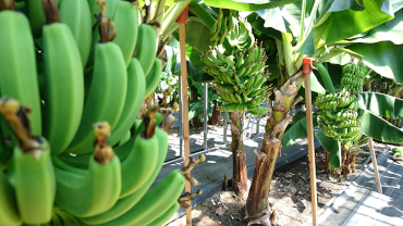 Con un rápido crecimiento esperamos ver que los volúmenes cosechados se estabilicen y aumenten (cortesía de D&T Farm)